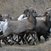 Bighorn sheep in the Stratobowl